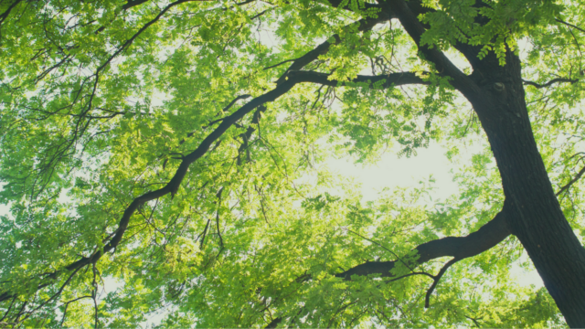 A Life Remembered, A Leader Revealed